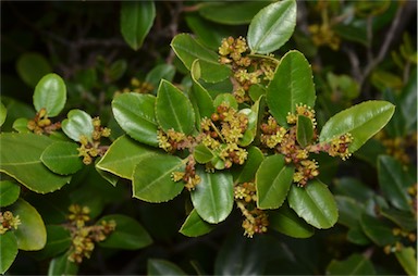 APII jpeg image of Rhamnus alaternus  © contact APII