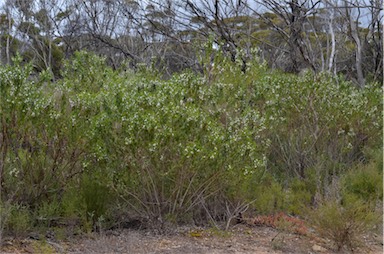 APII jpeg image of Myoporum viscosum  © contact APII