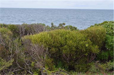 APII jpeg image of Geijera linearifolia  © contact APII