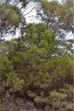 APII jpeg image of Callitris canescens  © contact APII