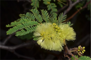 APII jpeg image of Paraserianthes lophantha subsp. lophantha  © contact APII