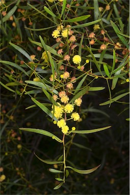 APII jpeg image of Acacia dodonaeifolia  © contact APII