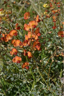 APII jpeg image of Swainsona stipularis  © contact APII