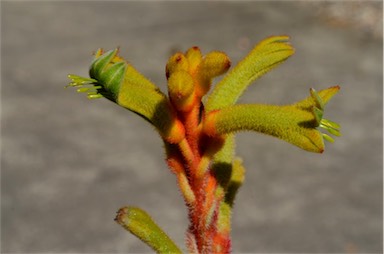 APII jpeg image of Anigozanthos 'Bush Tenacity'  © contact APII