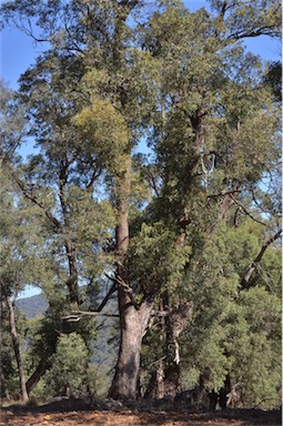 APII jpeg image of Eucalyptus radiata subsp. radiata  © contact APII