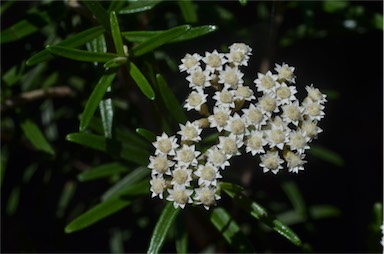 APII jpeg image of Ozothamnus conditus  © contact APII