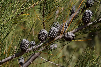APII jpeg image of Allocasuarina duncanii  © contact APII