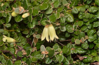 APII jpeg image of Correa reflexa var. nummulariifolia  © contact APII
