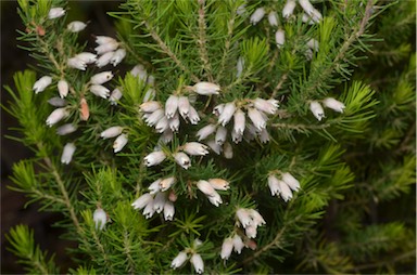 APII jpeg image of Erica lusitanica  © contact APII