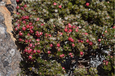 APII jpeg image of Cyathodes straminea  © contact APII