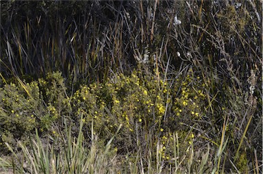 APII jpeg image of Hibbertia riparia  © contact APII