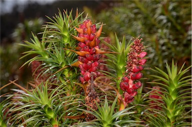 APII jpeg image of Richea scoparia  © contact APII