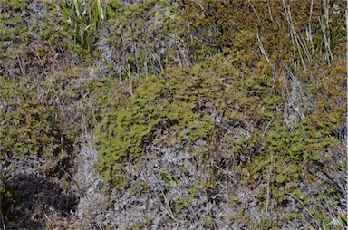 APII jpeg image of Gleichenia alpina  © contact APII