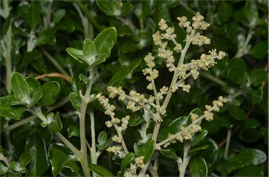 APII jpeg image of Rhagodia candolleana subsp. candolleana  © contact APII