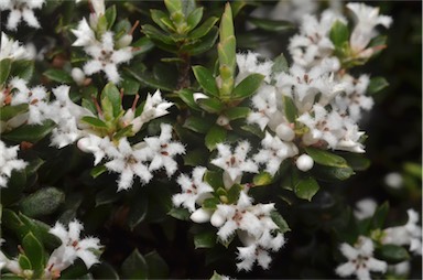 APII jpeg image of Styphelia ericoides  © contact APII