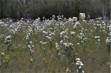 APII jpeg image of Conospermum hookeri  © contact APII