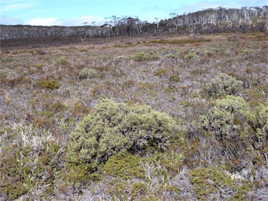 APII jpeg image of Ozothamnus hookeri  © contact APII