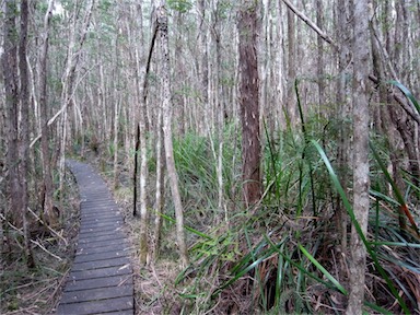 APII jpeg image of Melaleuca squarrosa  © contact APII