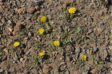 APII jpeg image of Taraxacum aristum  © contact APII