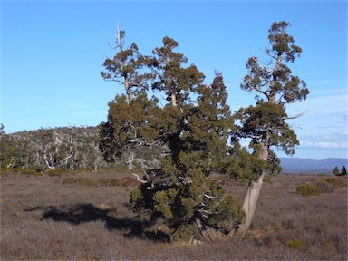 APII jpeg image of Athrotaxis cupressoides  © contact APII