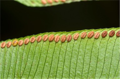 APII jpeg image of Ptisana oreades  © contact APII