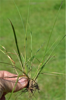 APII jpeg image of Briza subaristata  © contact APII