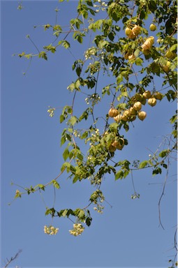 APII jpeg image of Cardiospermum grandiflorum  © contact APII