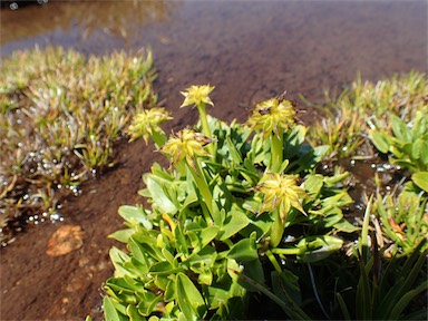 APII jpeg image of Psychrophila introloba  © contact APII