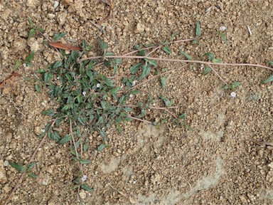 APII jpeg image of Boerhavia dominii  © contact APII