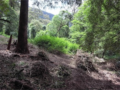 APII jpeg image of Lantana camara  © contact APII