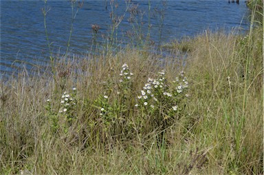 APII jpeg image of Symphyotrichum novi-belgii  © contact APII