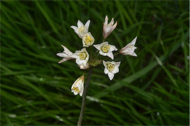 APII jpeg image of Nothoscordum borbonicum  © contact APII