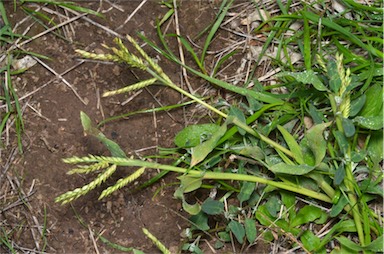 APII jpeg image of Urochloa panicoides var. panicoides  © contact APII