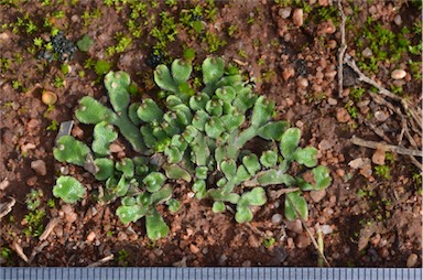 APII jpeg image of Asterella drummondii  © contact APII