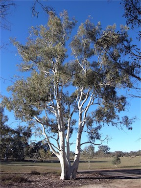 APII jpeg image of Eucalyptus mannifera  © contact APII