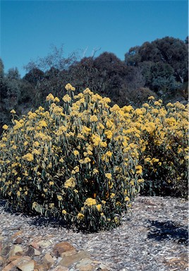 APII jpeg image of Pomaderris intermedia  © contact APII