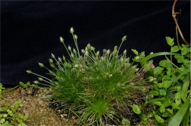 APII jpeg image of Centrolepis strigosa subsp. strigosa  © contact APII