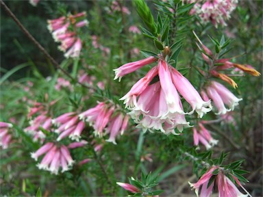 APII jpeg image of Epacris calvertiana var. versicolor  © contact APII