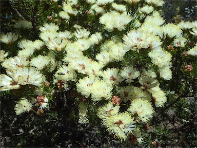 APII jpeg image of Melaleuca scabra  © contact APII
