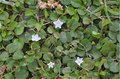 APII jpeg image of Evolvulus nummularius  © contact APII