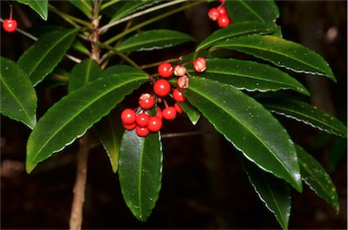APII jpeg image of Ardisia crenata  © contact APII