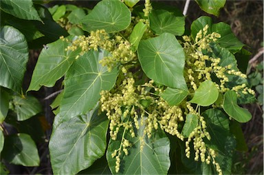 APII jpeg image of Macaranga tanarius  © contact APII