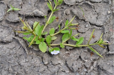 APII jpeg image of Bonnaya antipoda  © contact APII