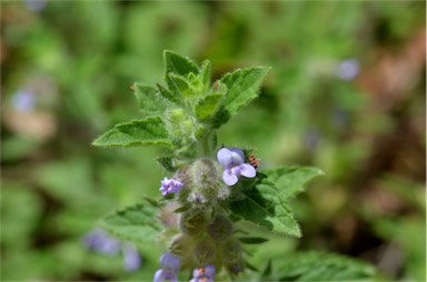 APII jpeg image of Marsypianthes chamaedrys  © contact APII