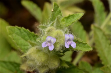 APII jpeg image of Marsypianthes chamaedrys  © contact APII