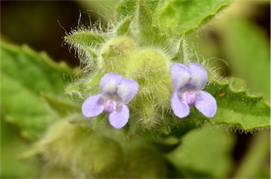 APII jpeg image of Marsypianthes chamaedrys  © contact APII