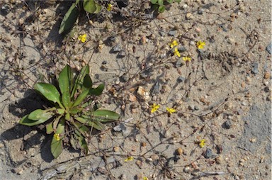 APII jpeg image of Goodenia mystrophylla  © contact APII