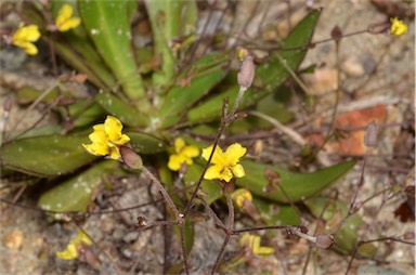 APII jpeg image of Goodenia mystrophylla  © contact APII