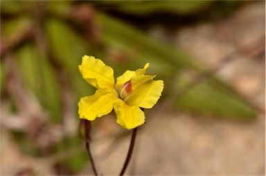 APII jpeg image of Goodenia mystrophylla  © contact APII