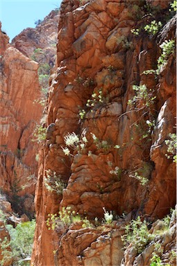 APII jpeg image of Actinotus schwarzii  © contact APII